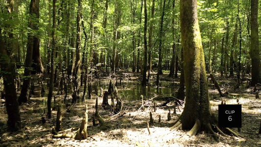 CLIP 6 - Francis Marion National Forest, SC