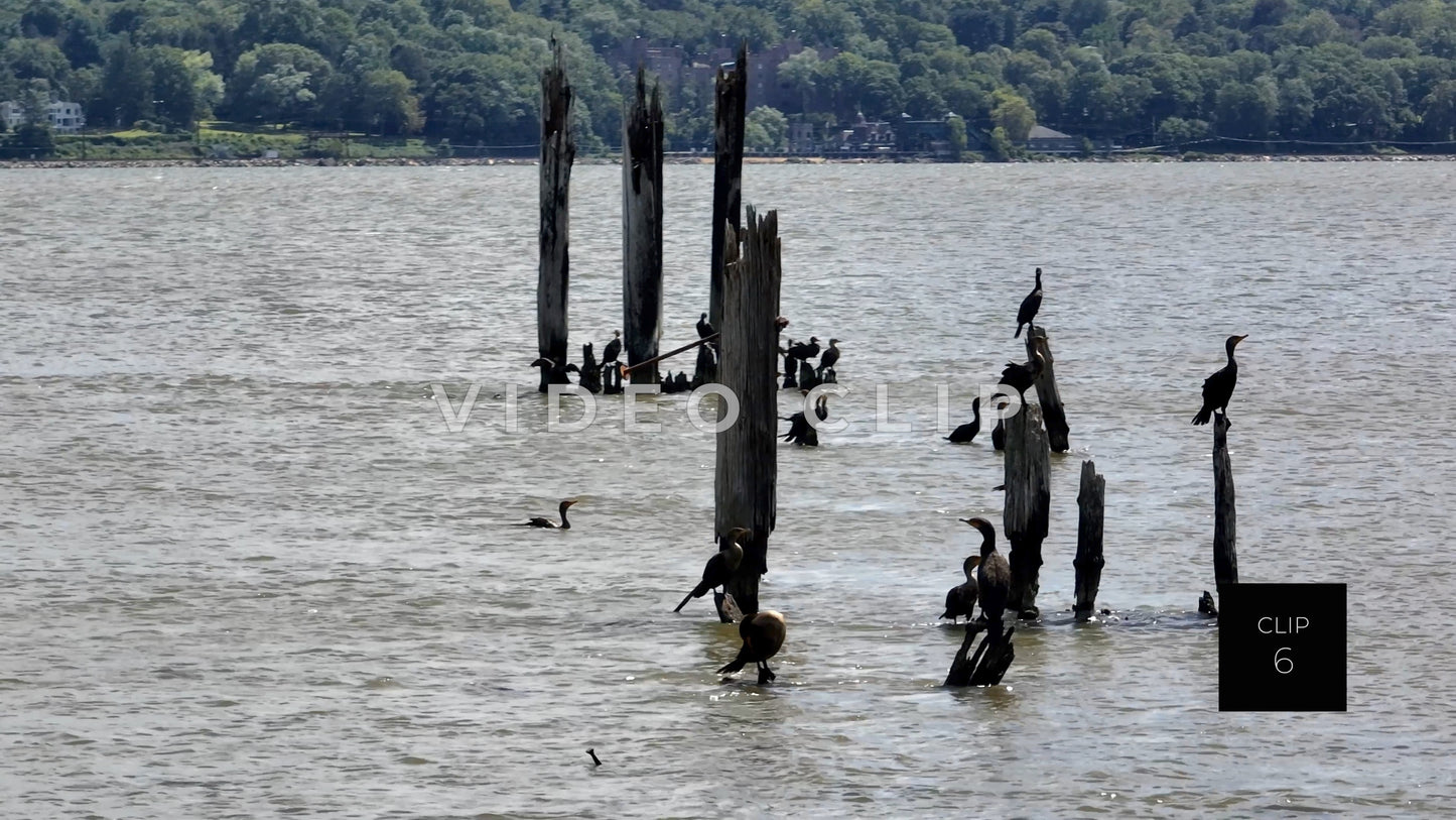 CLIP 6 - Hudson River, NY wildlife birds, Cormorants on wooden pylons