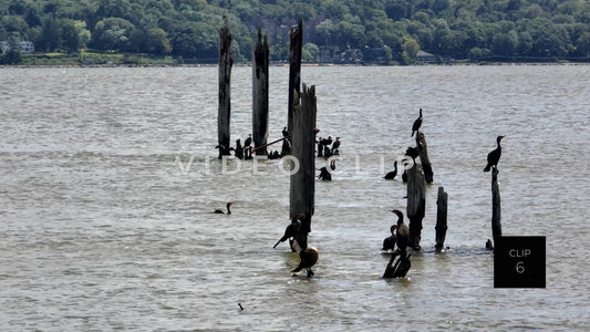 CLIP 6 - Hudson River, NY wildlife birds, Cormorants on wooden pylons