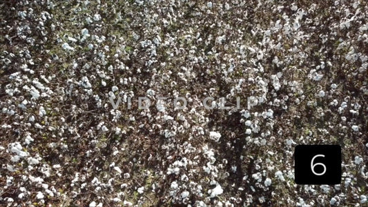 CLIP 6 - South Carolina Cotton Field