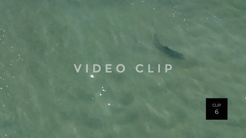 stock video shark in beach surf