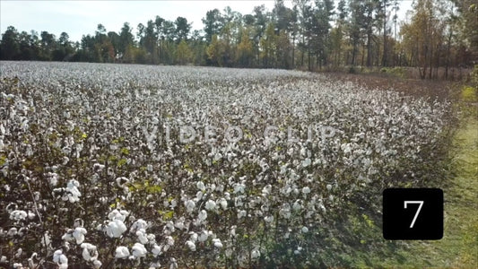CLIP 7 - South Carolina Cotton Field