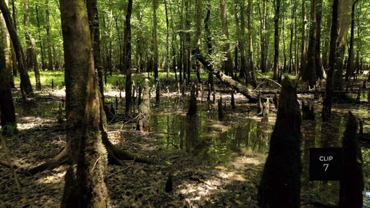 CLIP 7 - Francis Marion National Forest, SC