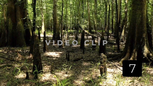 CLIP 7 - Francis Marion National Forest, SC