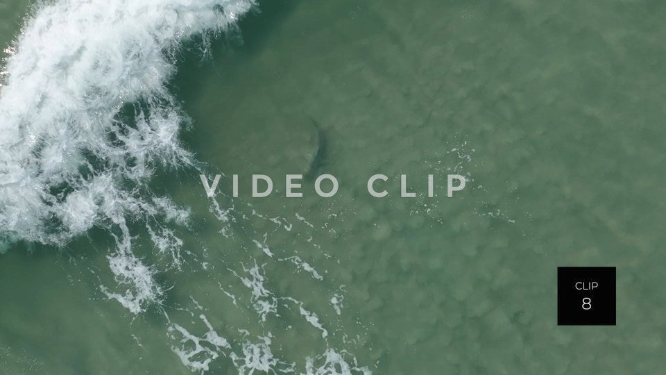 stock video shark in beach surf