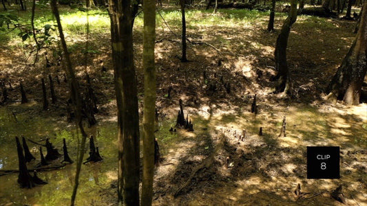 CLIP 8 - Francis Marion National Forest, SC