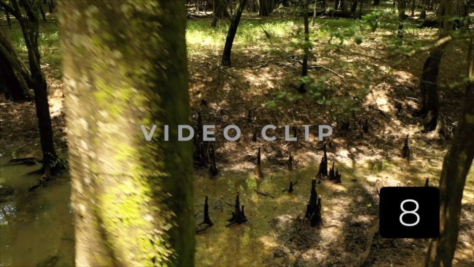 CLIP 8 - Francis Marion National Forest, SC