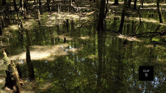 CLIP 9- Francis Marion National Forest, SC