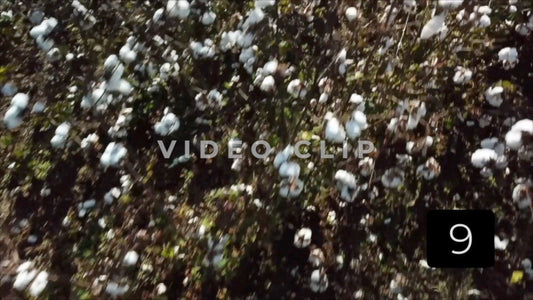 CLIP 9 - South Carolina Cotton Field