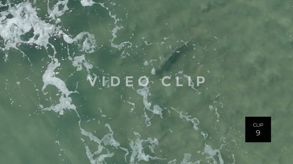 stock video shark in beach surf