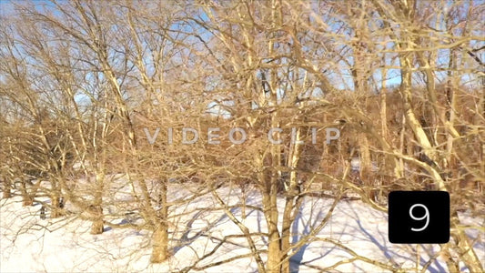 CLIP 9 - Rochester, NY Vol. 7 - Person riding bike around trees in Winter at Ellison Park, NY
