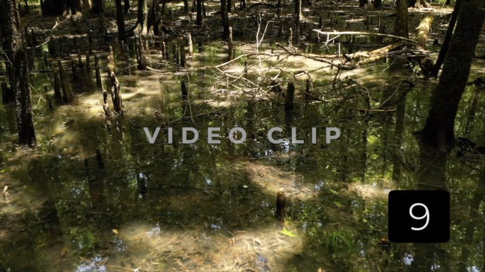 CLIP 9- Francis Marion National Forest, SC