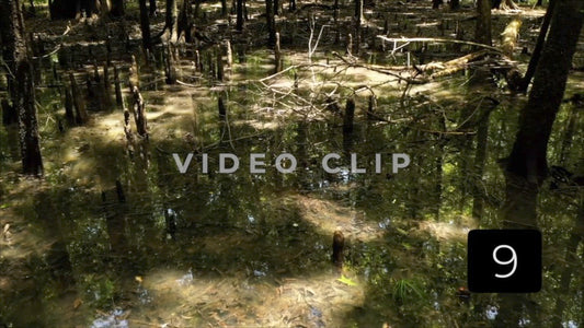 CLIP 9- Francis Marion National Forest, SC