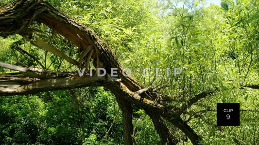 CLIP 9 - Erie Canal Vol. 5