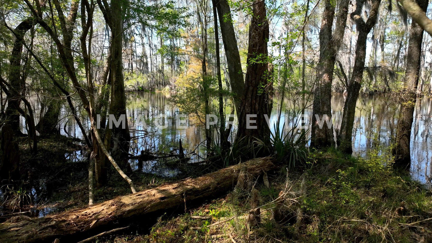 4k Still Frame - Johnsonville, SC looking through trees at Lynches River