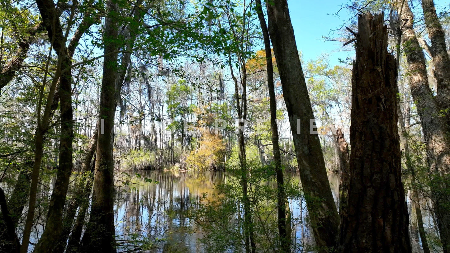 4k Still Frame - Johnsonville, SC cypress trees by Lynches River