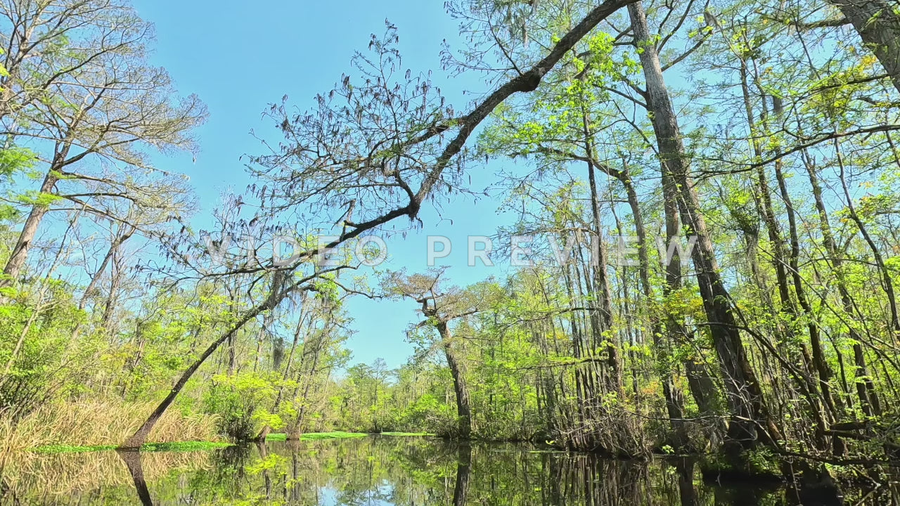 Black Mingo Creek Stock video