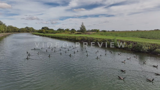 Video - Erie Canal - Flock of birds swimming on water