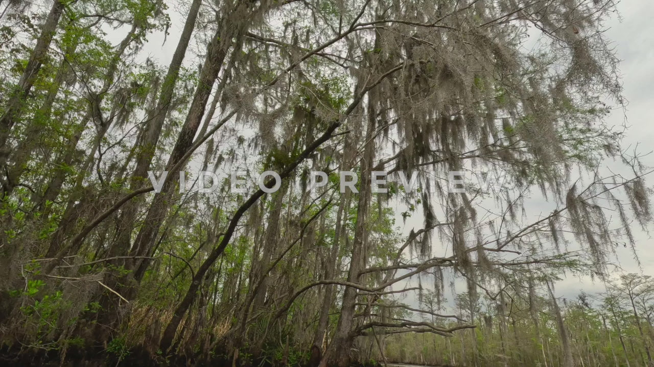 Stock video South Carolina Low Country Black River Trees