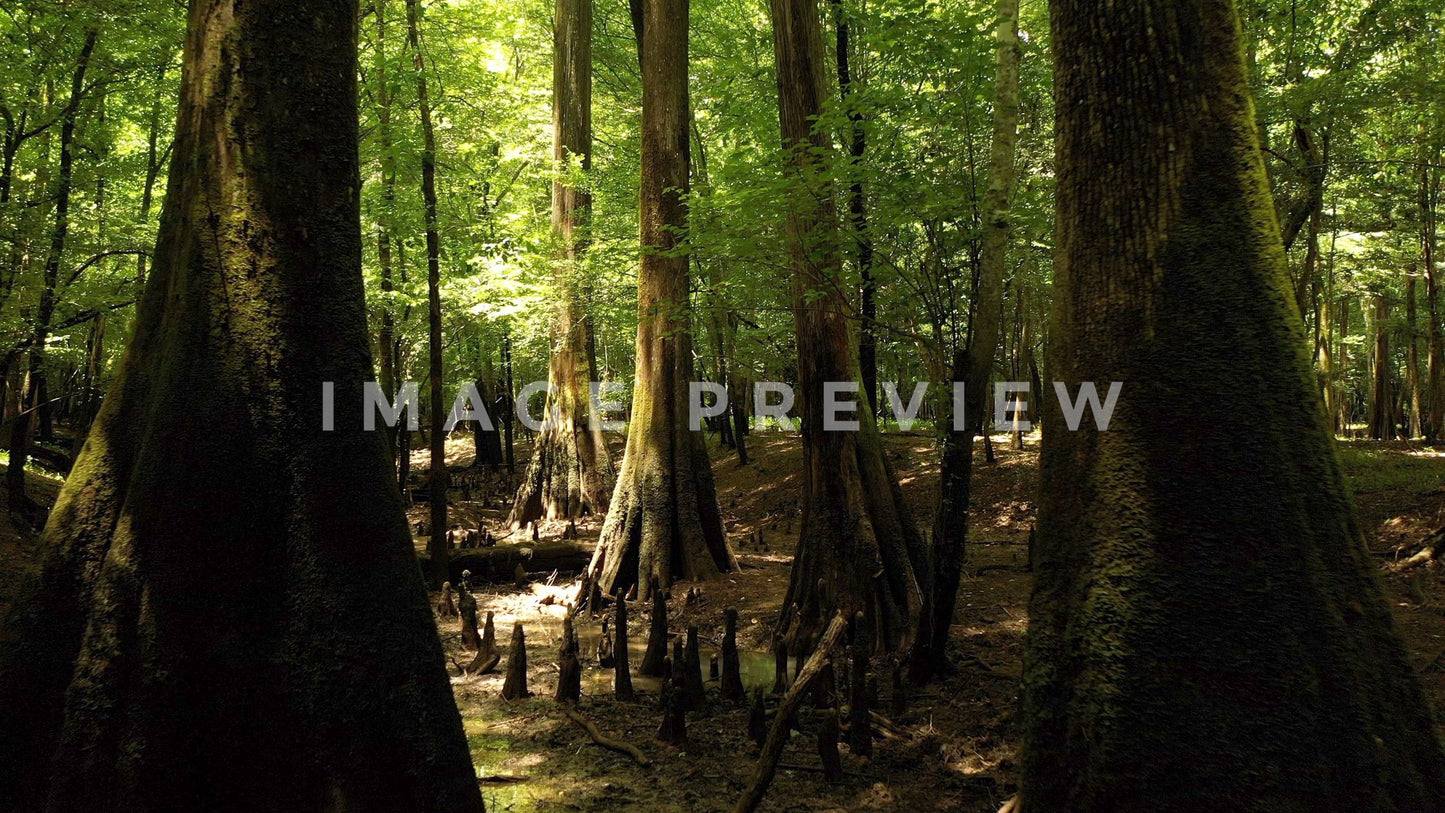 stock photo santee river swamp south carolina