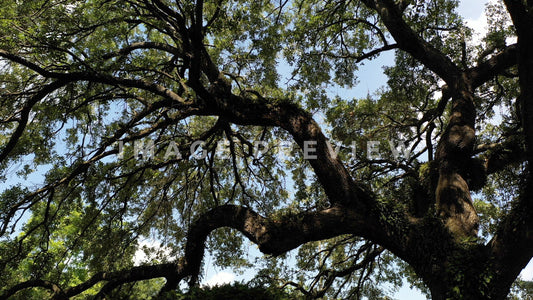 stock photo live oak tree georgetown sc