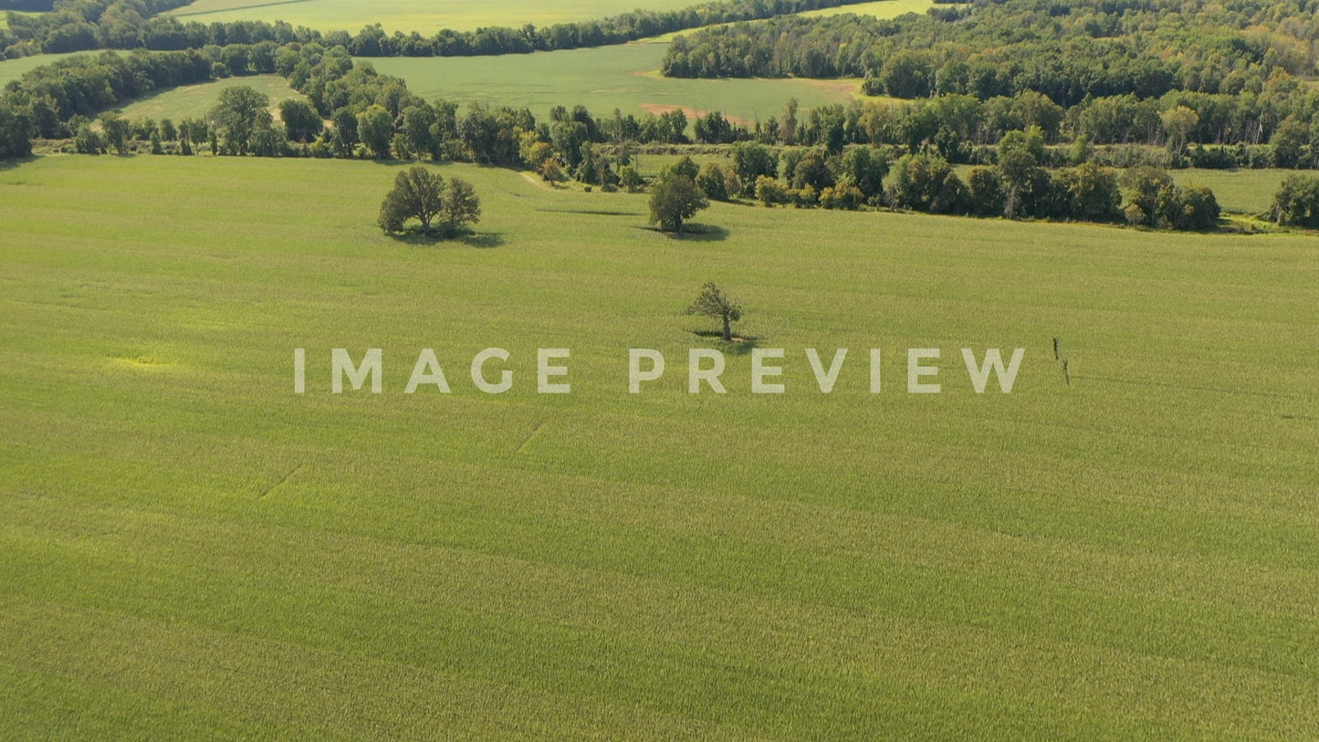 stock photo corn field countryside