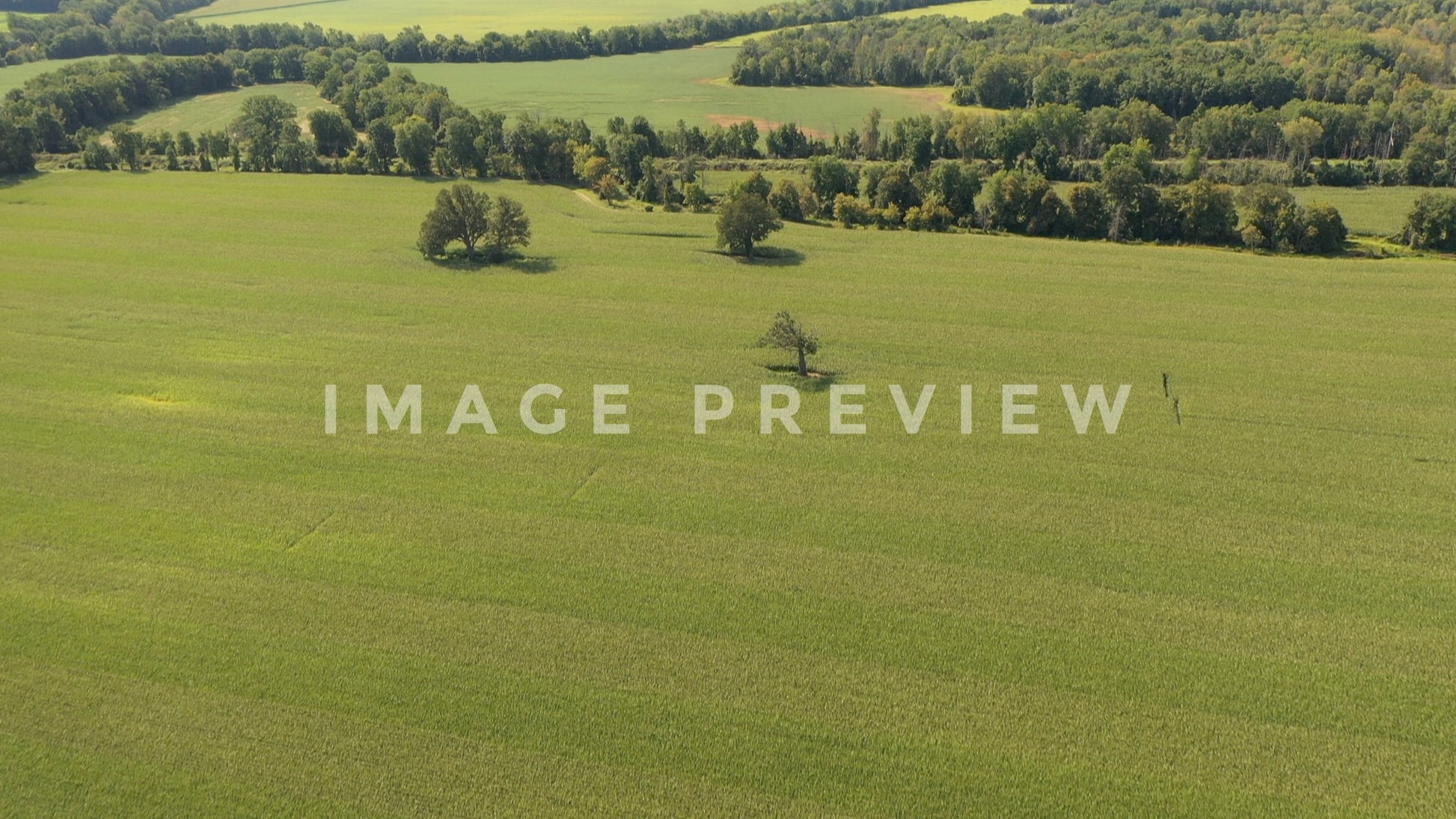 stock photo corn field countryside