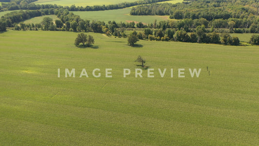 stock photo corn field countryside