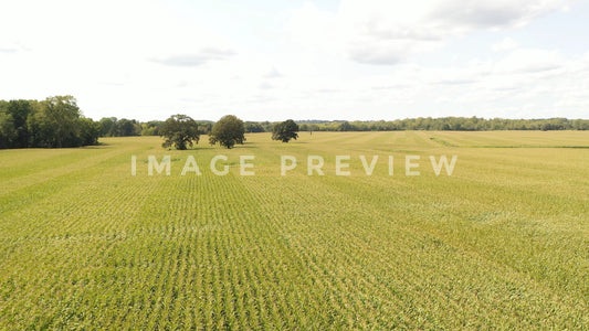 stock photo corn field new york state