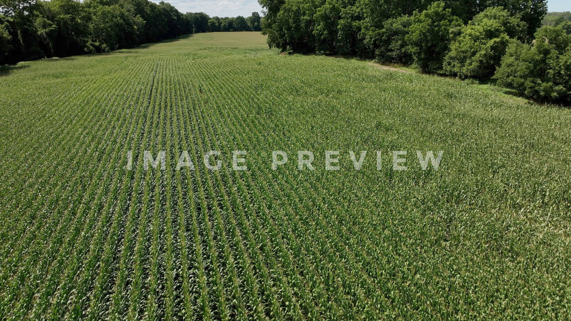 stock photo corn field in new york state