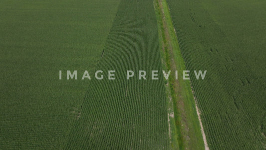 stock photo corn field aerial