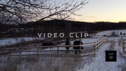 CLIP 10 - Horses stay warm in pasture during Winter