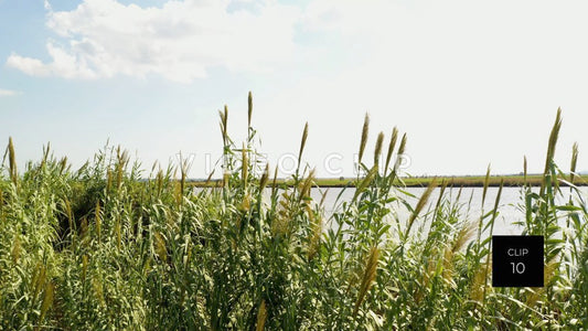 stock video ricefields south carolina steve tanner stock