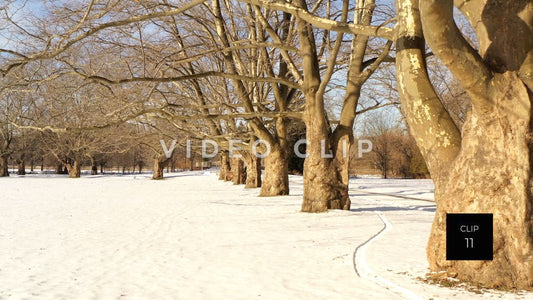 CLIP 11 - Tree orchard and snow covered field in Winter at Ellison Park, NY