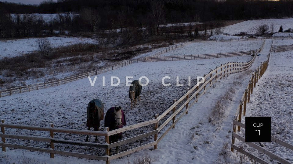 CLIP 11 - Horses gather in pasture on farm during Winter