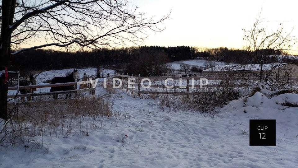 CLIP 12 - Horses in pasture with fence during Winter with snow on ground