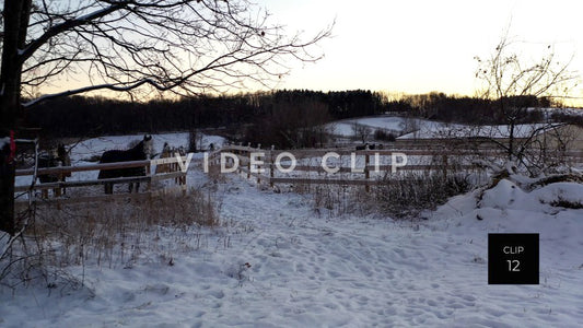 CLIP 12 - Horses in pasture with fence during Winter with snow on ground