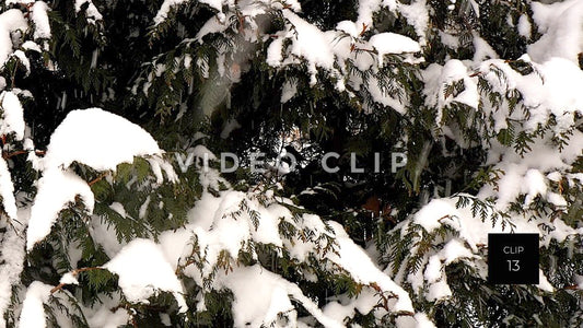 CLIP 13 - Winter tree with bird landing on branch center screen