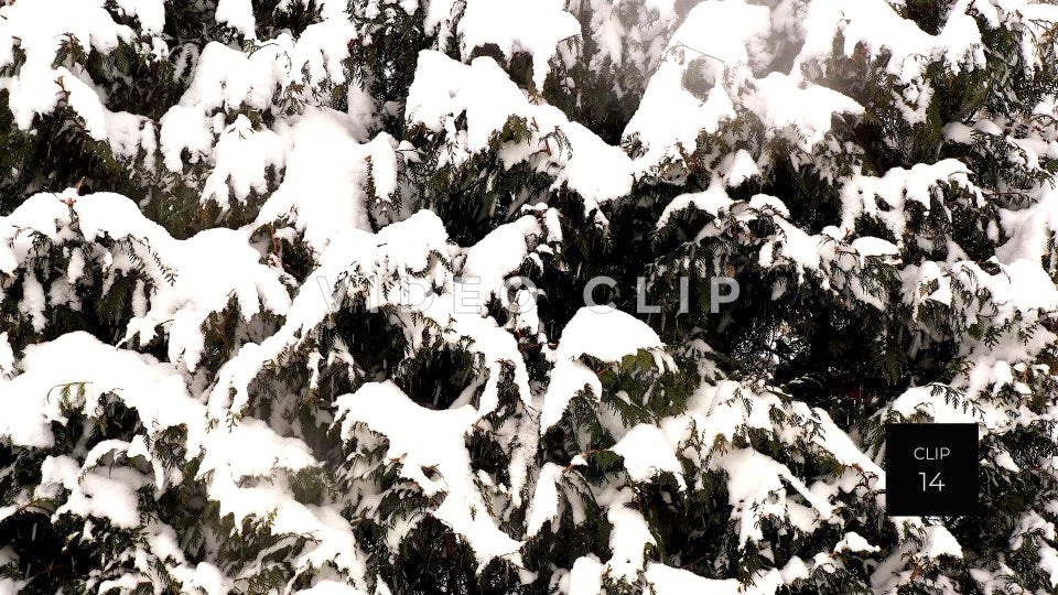 CLIP 14 - Snow covered tree during Winter as bird lands on branch