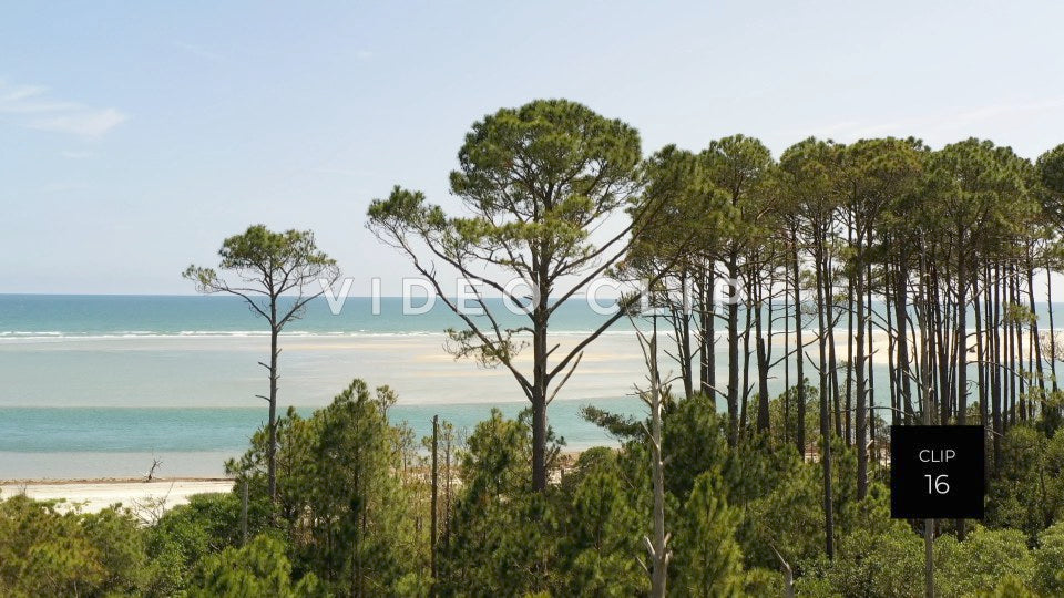 CLIP 16 - Cherry Grove Beach, SC Waties Barrier Island pine tree forest by the seaside