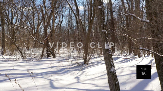 CLIP 16 - Snow covered trees in forest landscape during Winter