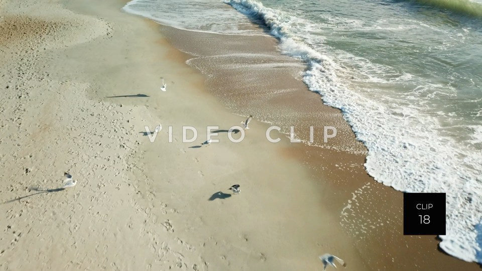 CLIP 18 - Litchfield Beach, SC seagulls on shore as waves break on sand