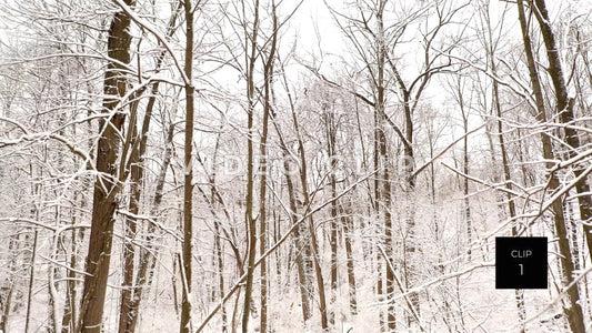 CLIP 1 - Fresh Winter snow and ice on trees in forest