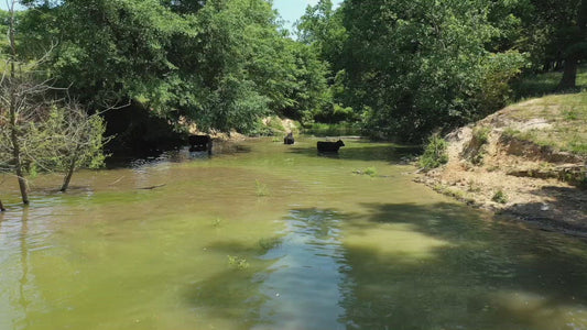 Video - Cattle enjoying watering hole on sunny farmland in Georgia