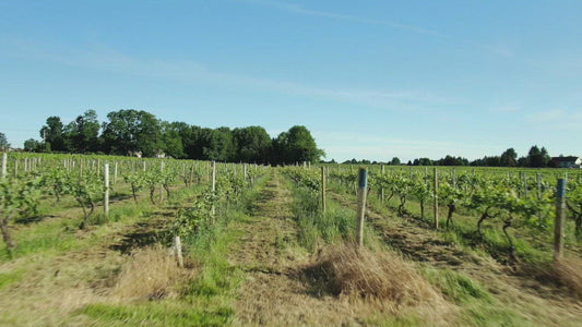 Video - Fast flight between rows in a vineyard at Winery in Fairport New York