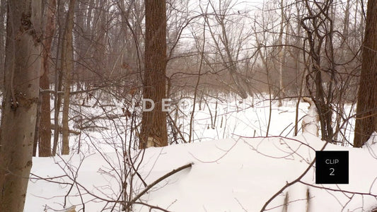 CLIP 2 - Winter snow falls in nature preserve beside frozen pond