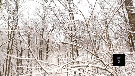 CLIP 2 - Ice on trees after fresh Winter snow