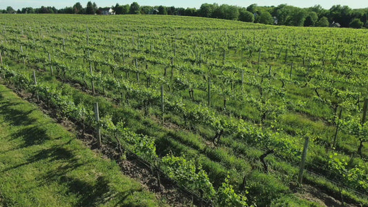 Video - Winery in Fairport New York flying over vineyard then rising up
