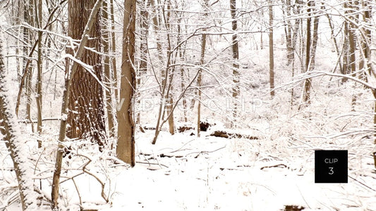 CLIP 3 - Winter forest landscape with snow and ice on trees