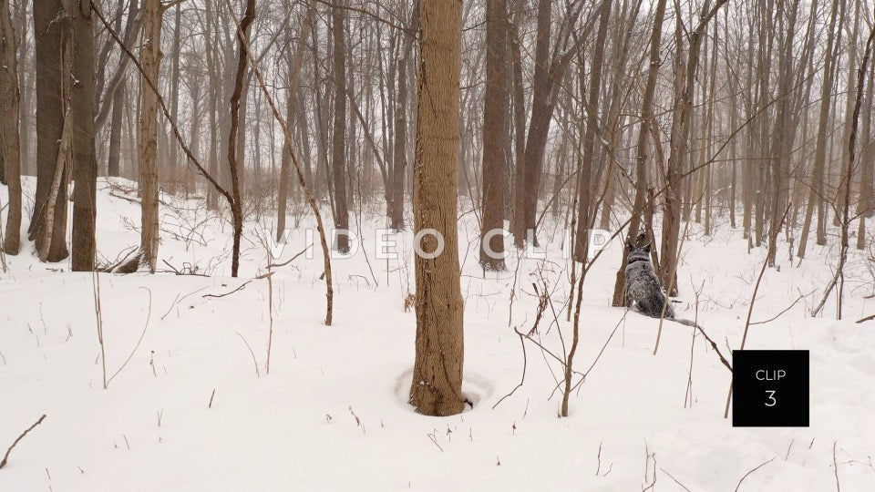 CLIP 3 - Winter forest with dog sitting in snow